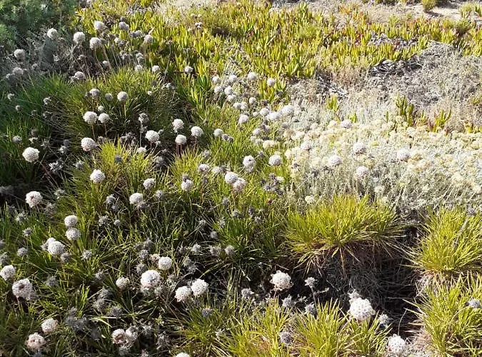 Appartamento Gli Olivastri, La Rosa Dei Venti Con Piscina E Solarium , Vista Mare ,climatizzatore ,wifi